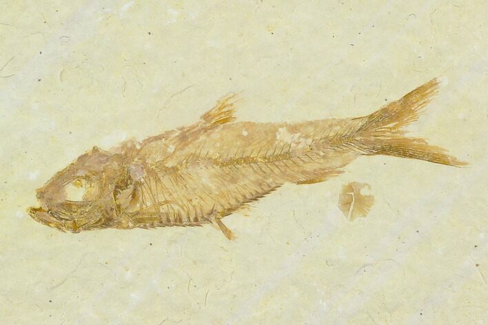 1.4" Fossil Fish (Knightia) - Green River Formation
